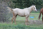 Palomino Mare 27