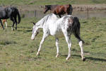 Appaloosa Mare 4