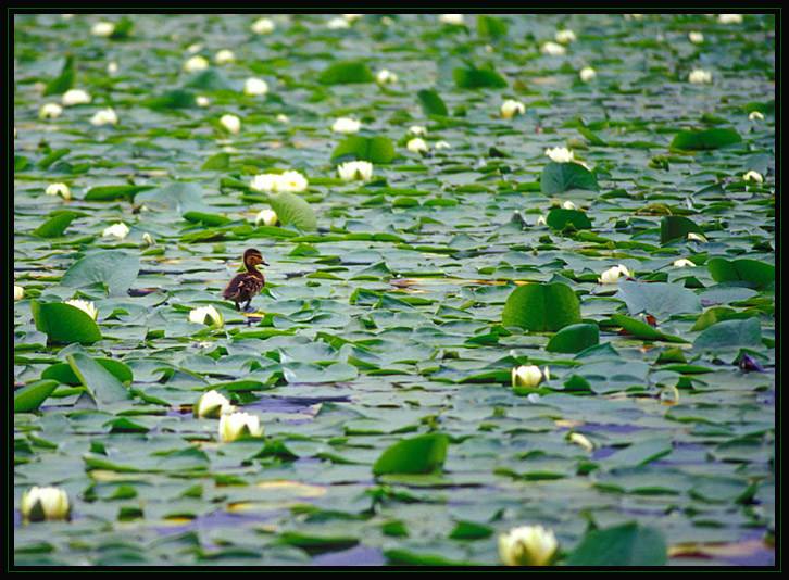 lost in the lilypads