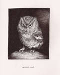 Screech Owl by aquaflaunt