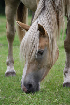 haflinger 1