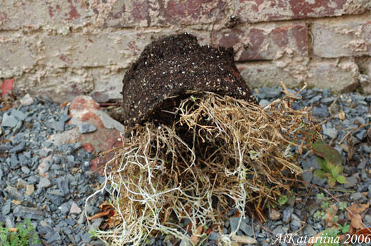 Unpotted Alley Plant