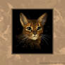 Koshka