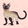 Cattember - day 2 (Siamese)