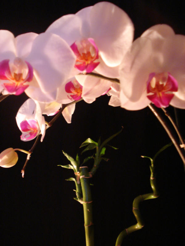 orchidee