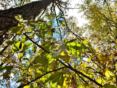 Leaves and Trees