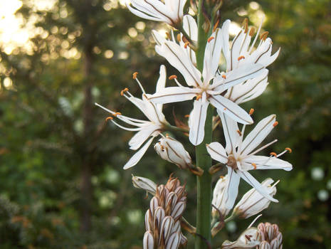 White Flowers with sun