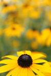 Yellow by Henry2626