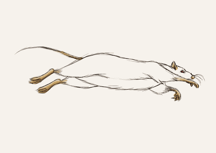 My rat animation by xRatlovex on DeviantArt My rat animation by xRatlovex on DeviantArt