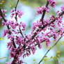 Spring Blossoms