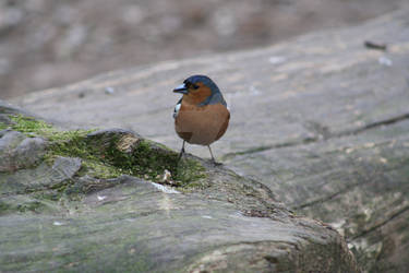 Chaffinch