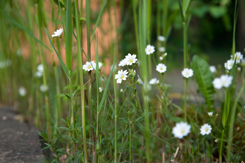 flowers