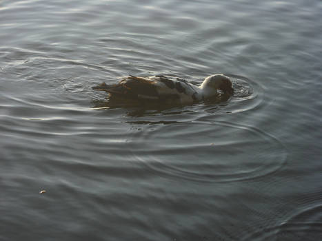 Duck II