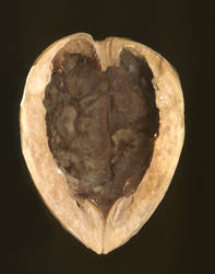 walnut shell