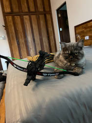 Cats and crossbows
