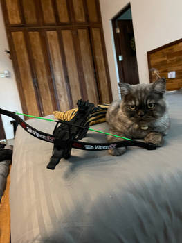 Cats and crossbows