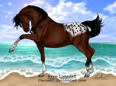 Free Spirited Appaloosa