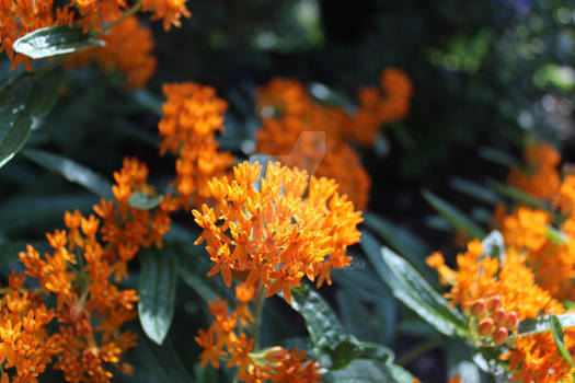 Tiny Orange Flowers