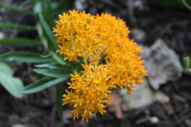 Tiny Orange Flowers II