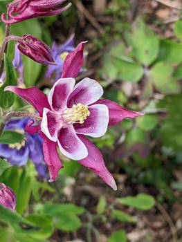 Columbine flower, 5-23-22