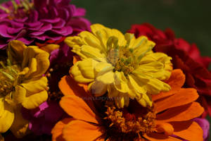 Zinnias