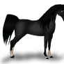 Black Arabian