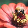 When tiny wings found perfect petals