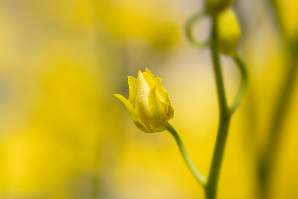 Where sunshine hides inside gentle petals