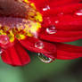 When the rain kissed red petals
