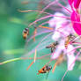 The secret gathering of garden wasps
