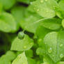Raindrops resting on a green bud
