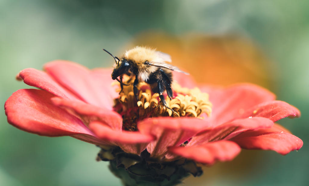 A moment with a bee on red blossoms