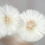 Gentle trio of dandelion magic
