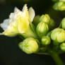 Simple kalanchoe moment in focus