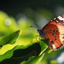 Orange beauty