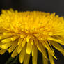 Yellow dandelion sunshine in dark aesthetic moody