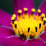 Elegant magenta cosmos dancing in the moody bokeh