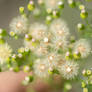 Dreamy field flowers with fluffy dandelion seeds