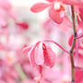 Shy pink orchids whispering secrets