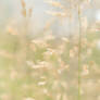 Golden summer grass dancing in the soft breeze