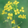 Yellow mood