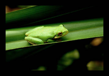 Green Treefrog