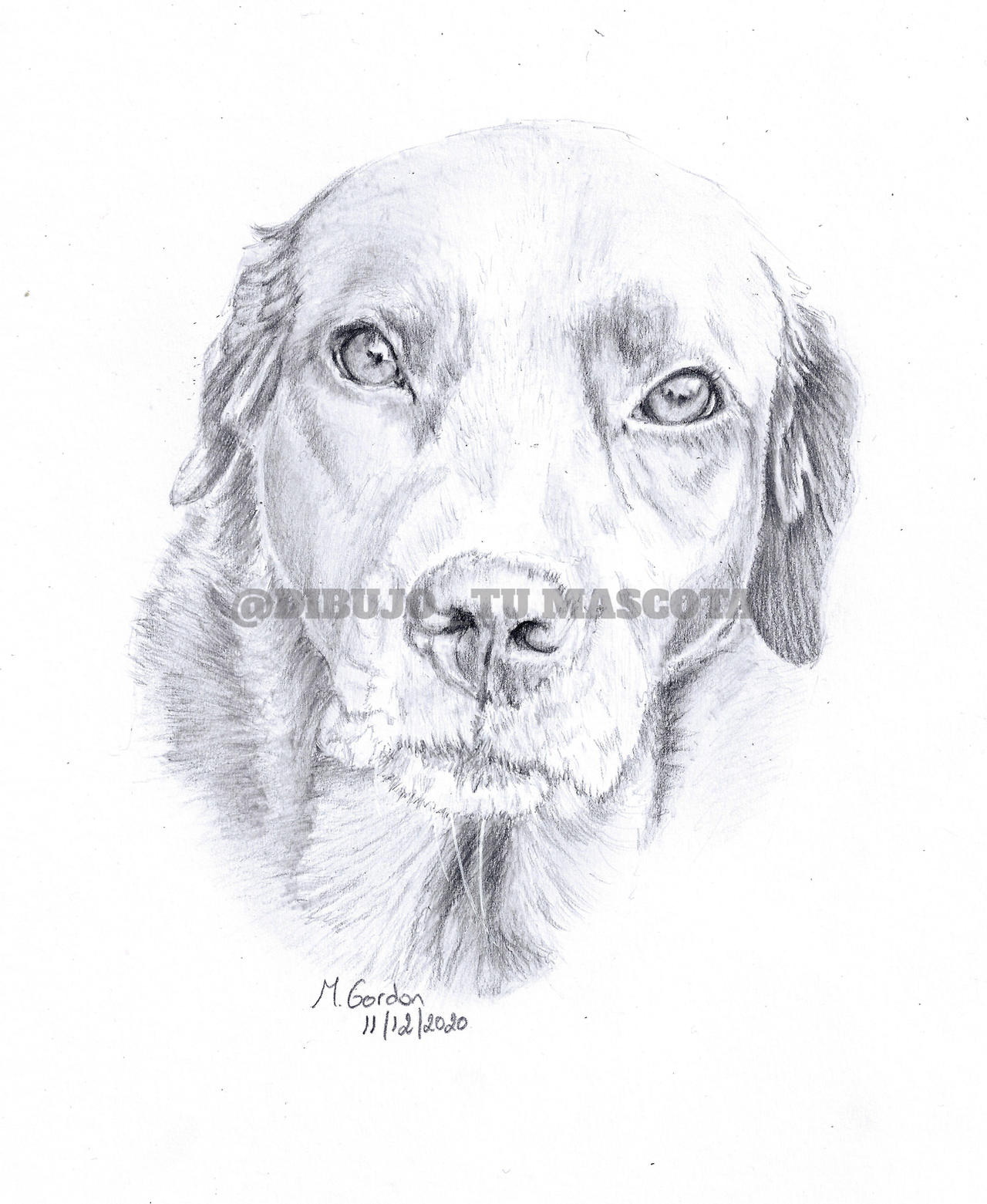 Labrakita Drawing Dog Portrait - Kira - Labrador Retriever by DibujotuMascota on DeviantArt