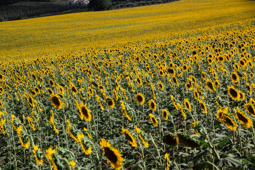 Sunflowers