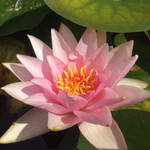 Hardy Waterlily: Pink Sensation by kiwipics