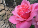 Miniature Rose by kiwipics