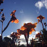 Orange flowers