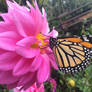 monarch butterfly on purple flower