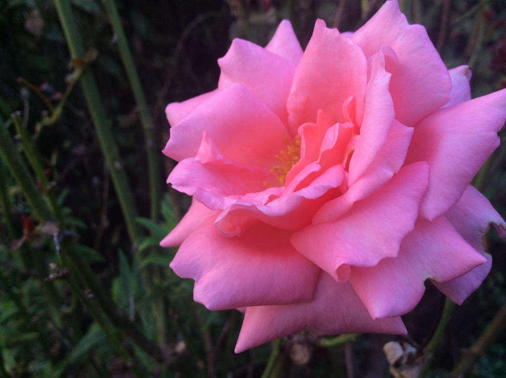 Pink Rpze Pink Rose 3 by kiwipics on DeviantArt