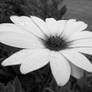 Daisy (black and white)
